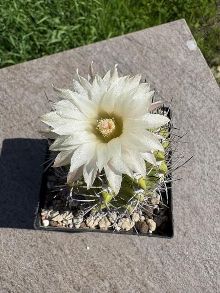 Neochilenia duripulpa